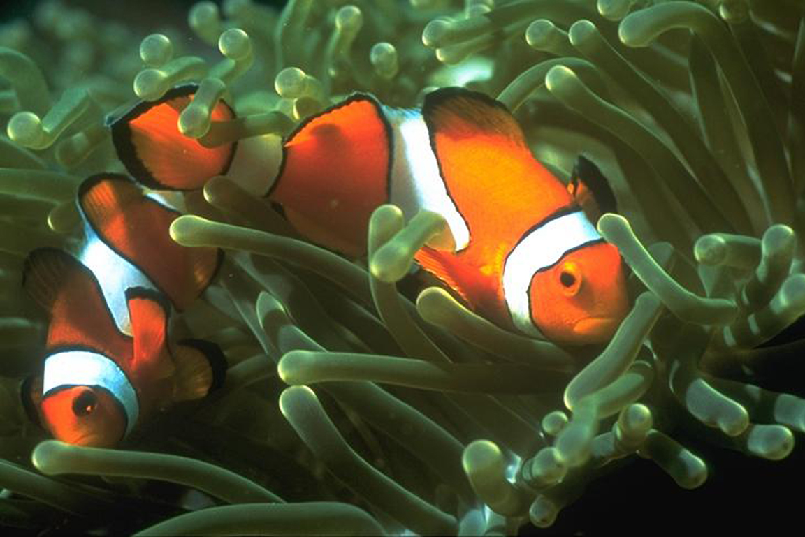Zwei Anemonenfische
