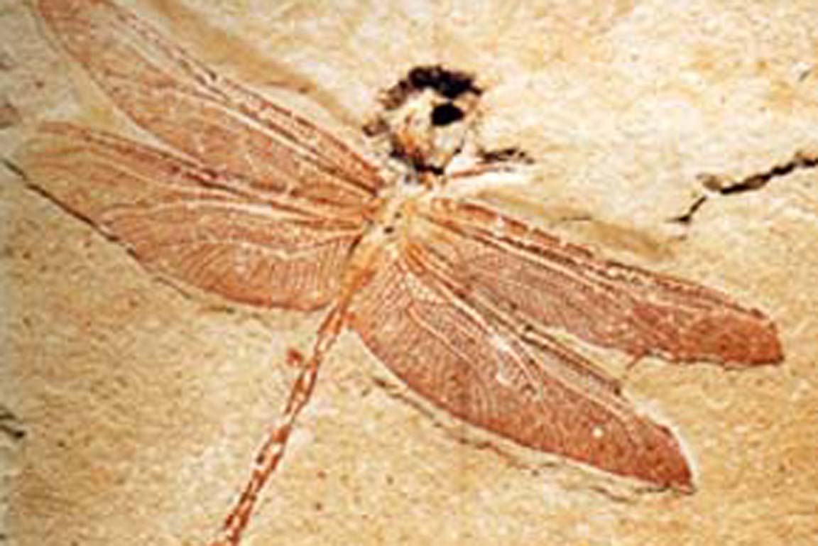 Cymatophlebia longialata Fossil