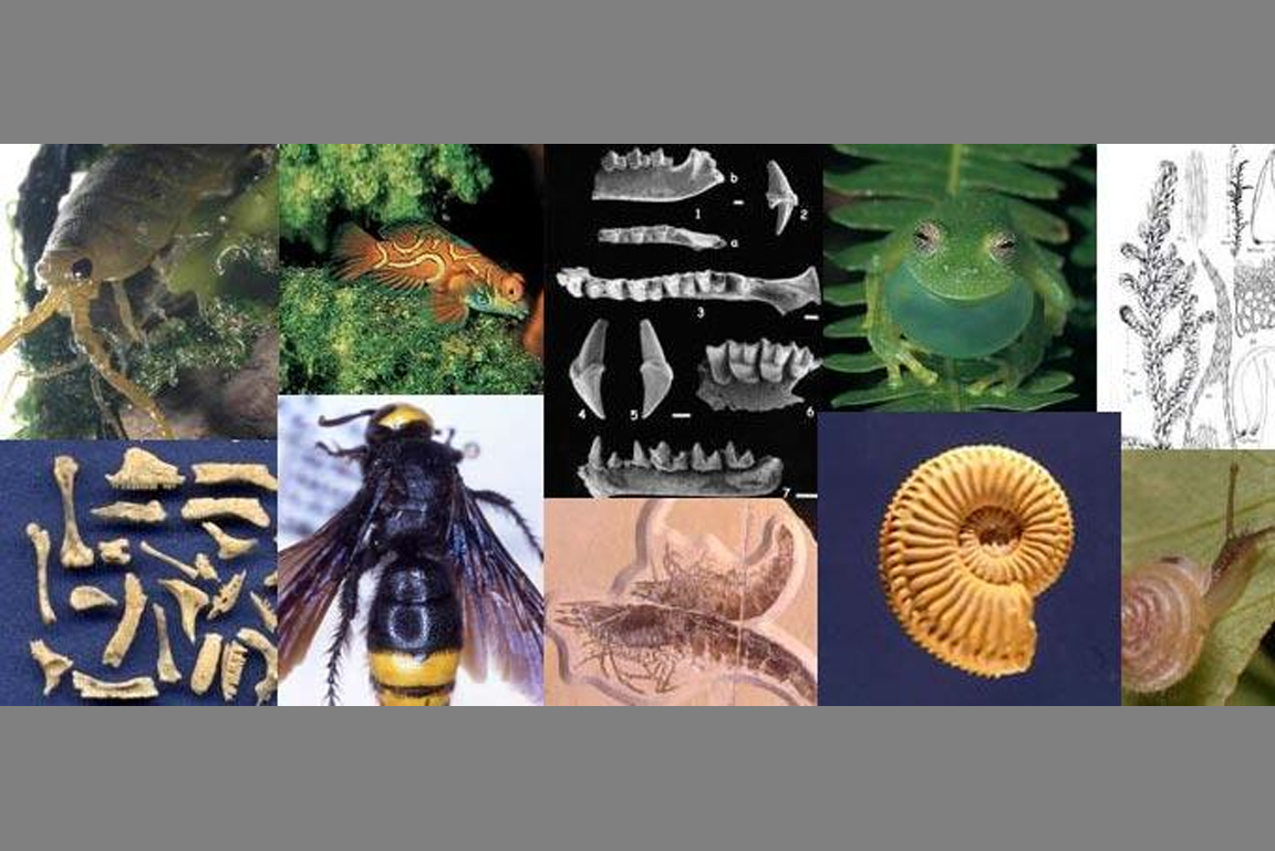 verschiedene Lebewesen und Fossilien