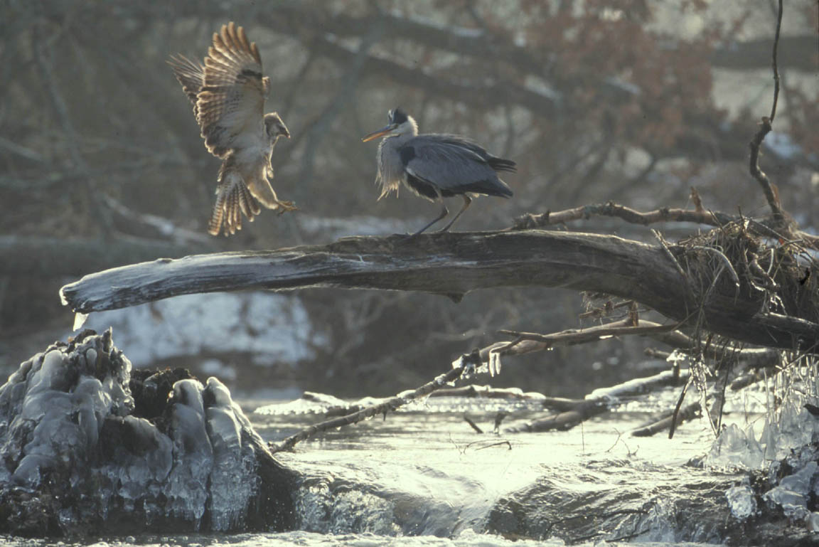 Reiher sitzt auf vereistem Ast über Fluss während ein weiterer Vogel anfliegt