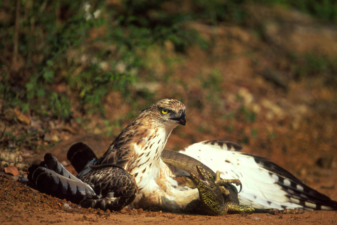 Javanischer Falkenadler hält mit Krallen Waran fest