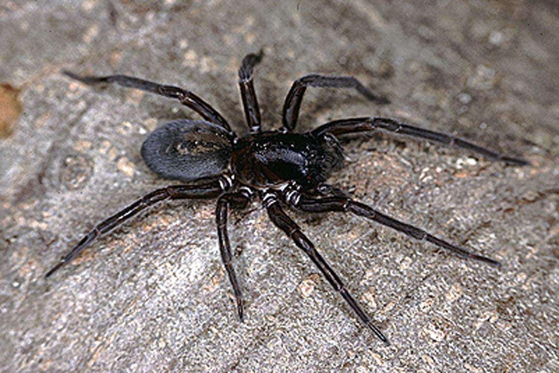 Finsterspinne Amaurobius