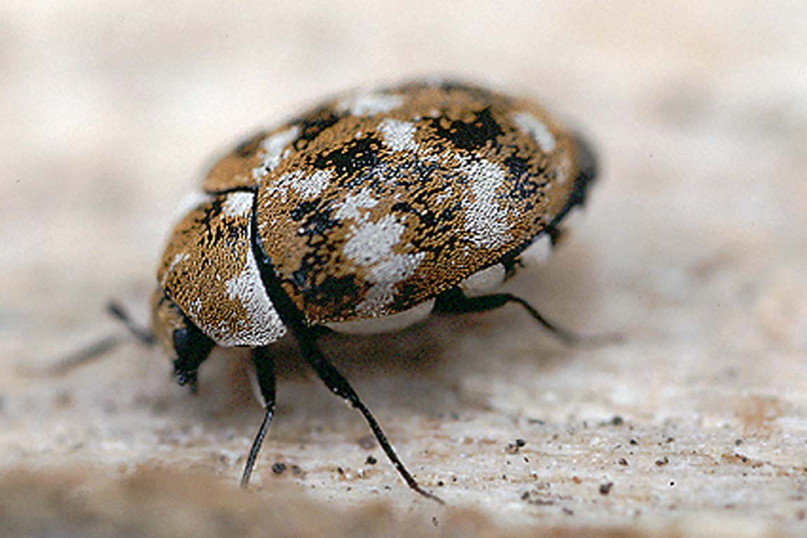 Wollkrautblütenkäfer Anthrenus