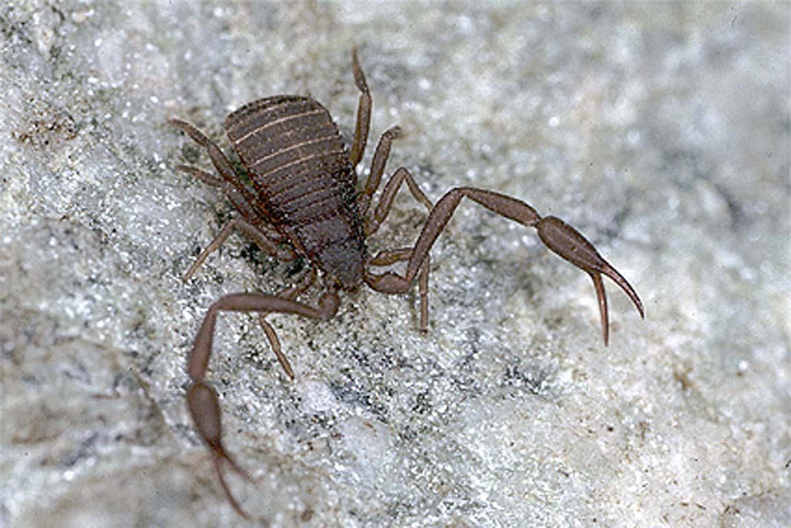 Pseudoskorpion Chelifer