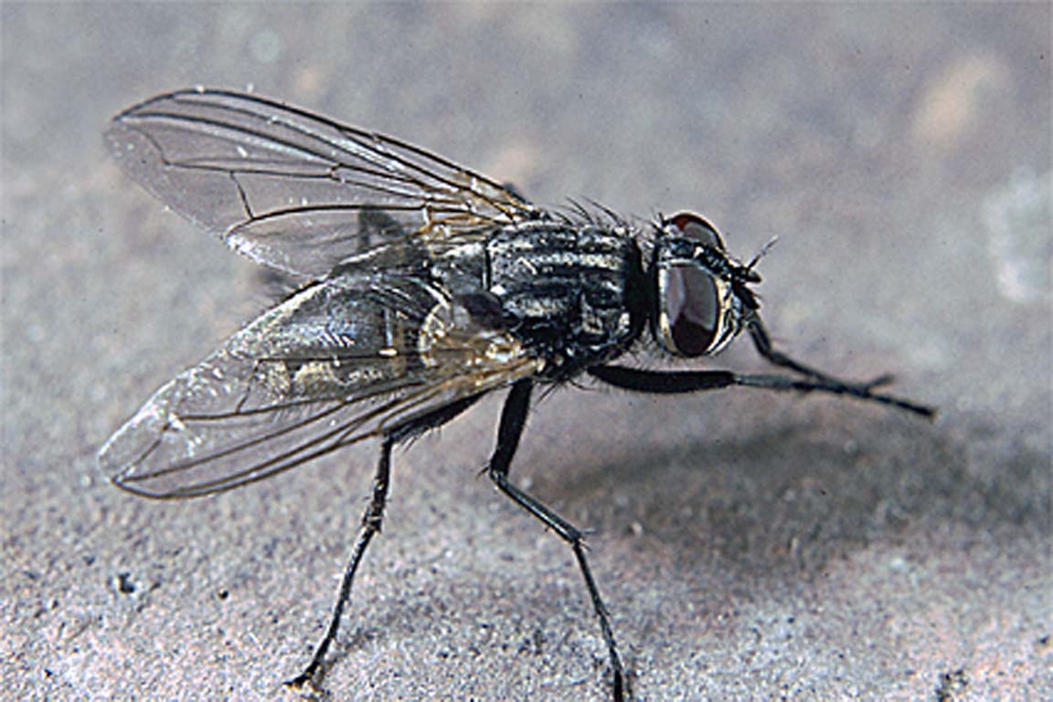 Stubenfliege Musca