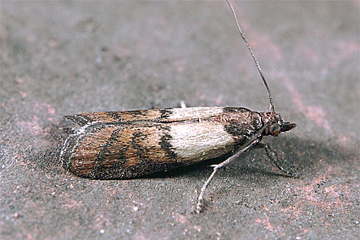 Dörrobstmotte Plodia