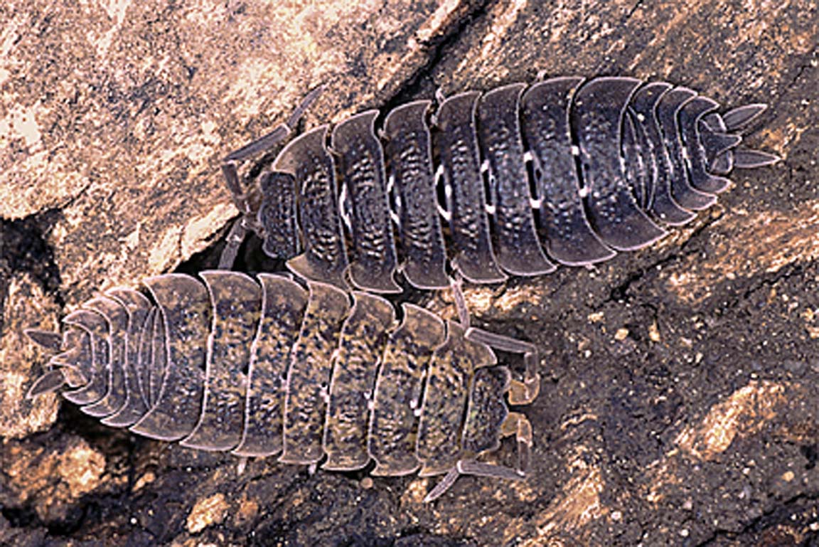 Kellerassel Porcellio