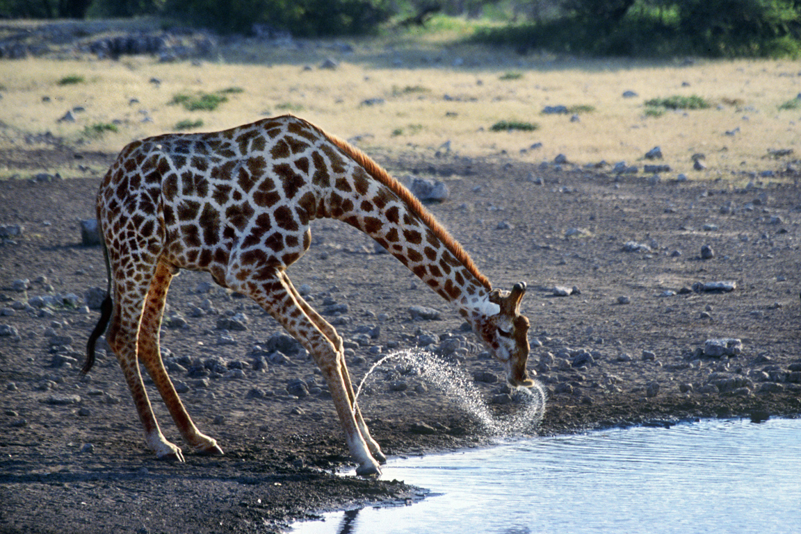 trinkende Giraffe