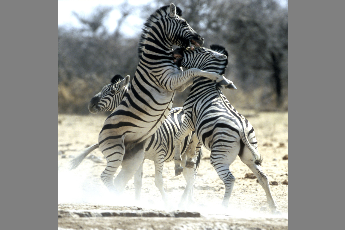 kämpfende Zebras