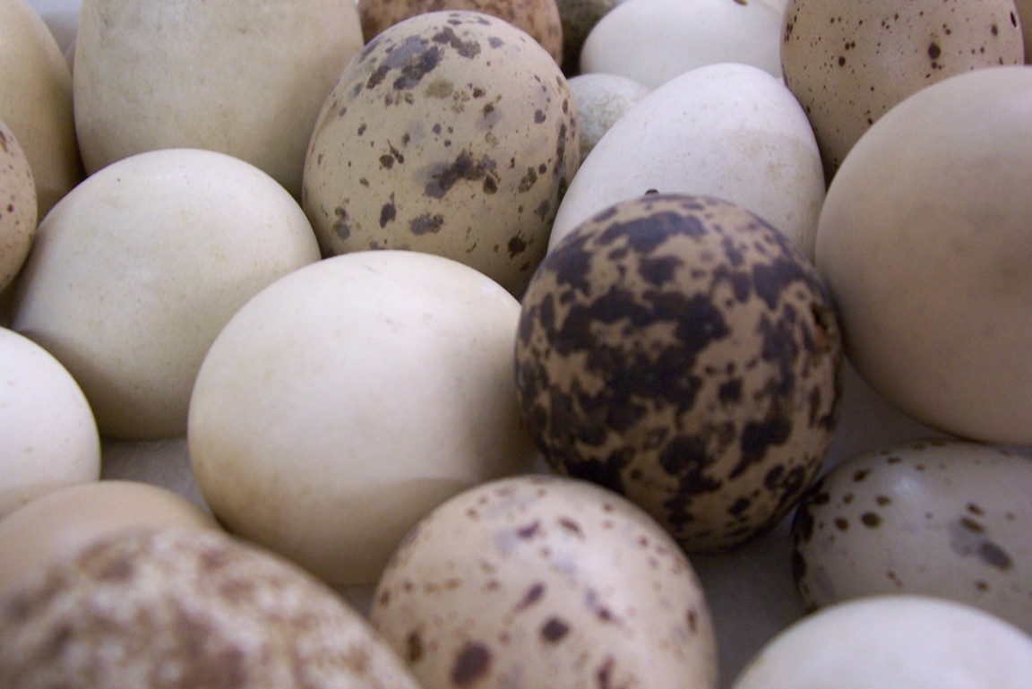 Eier mit unterschiedlichen Mustern