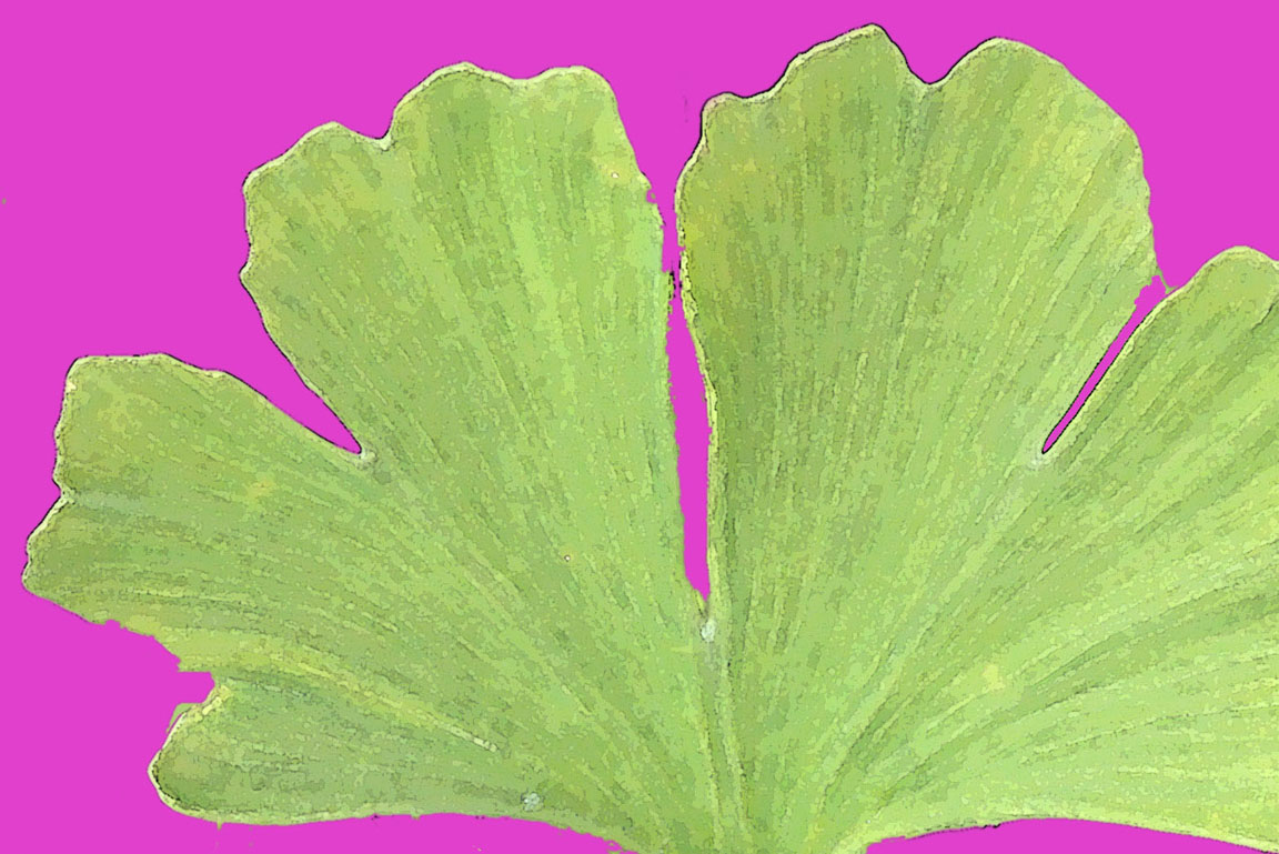 Ginkgoblatt
