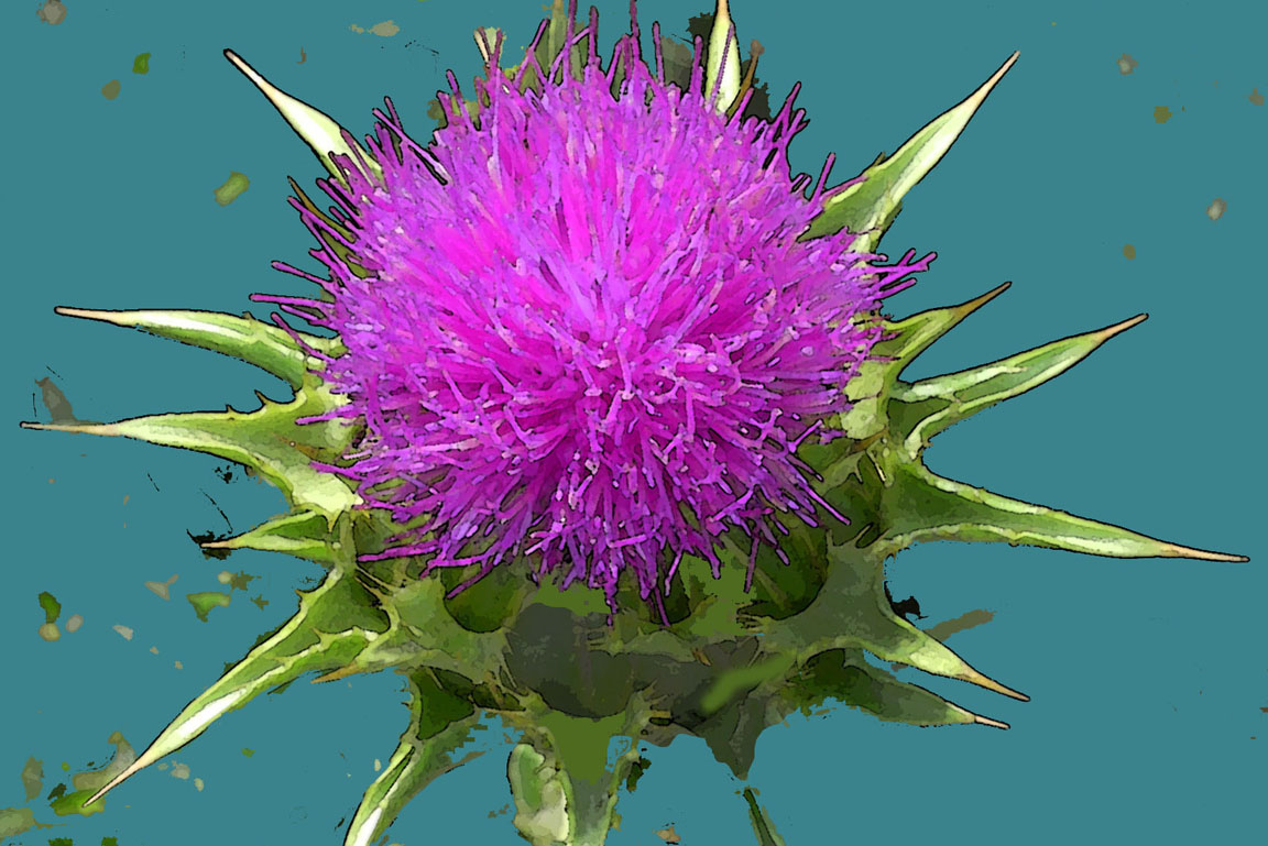 Mariendistel