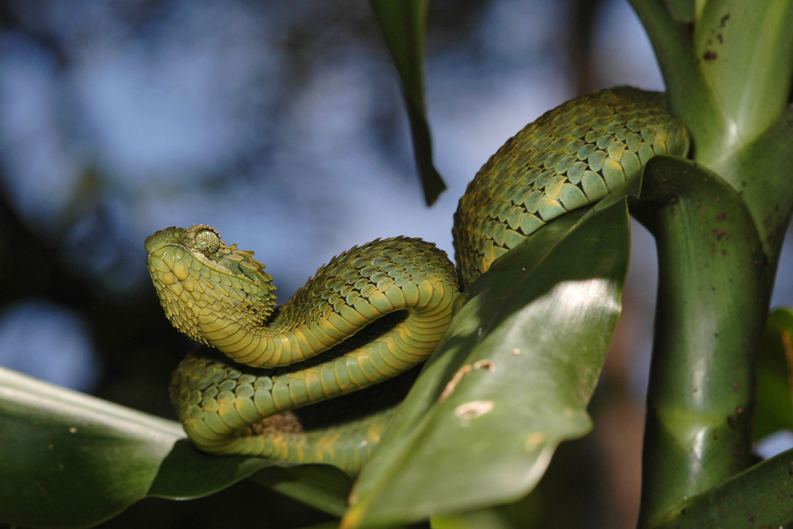 Buschviper