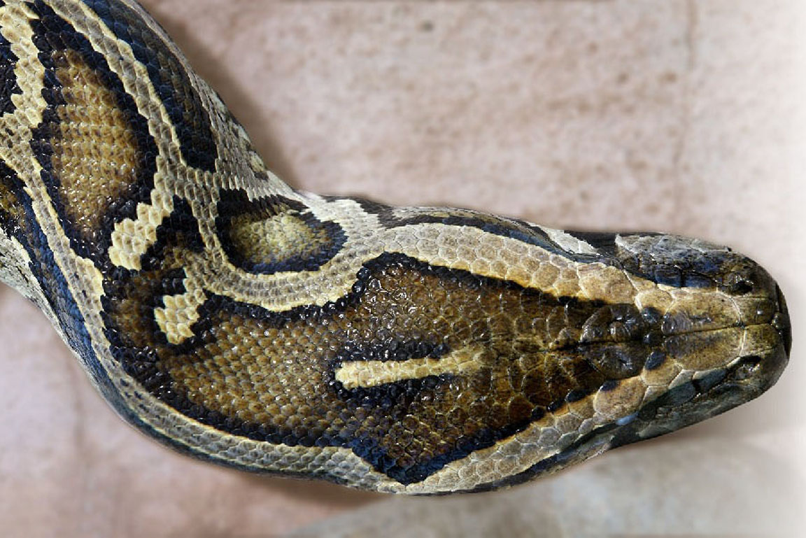 Tigerpython