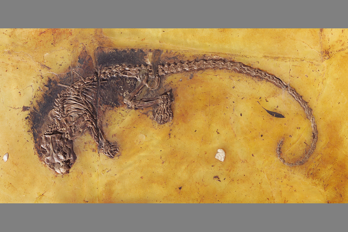 Ailuravus macrurus Fossil
