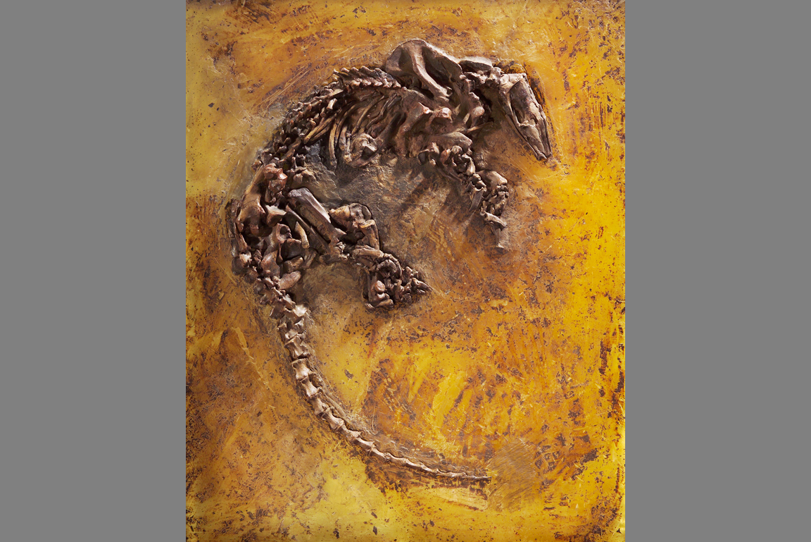Eurotamandua Fossil