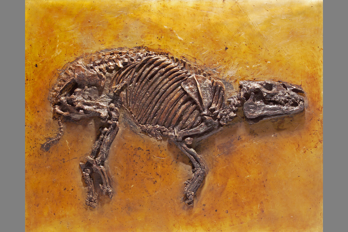 Propalaeotherium Fossil