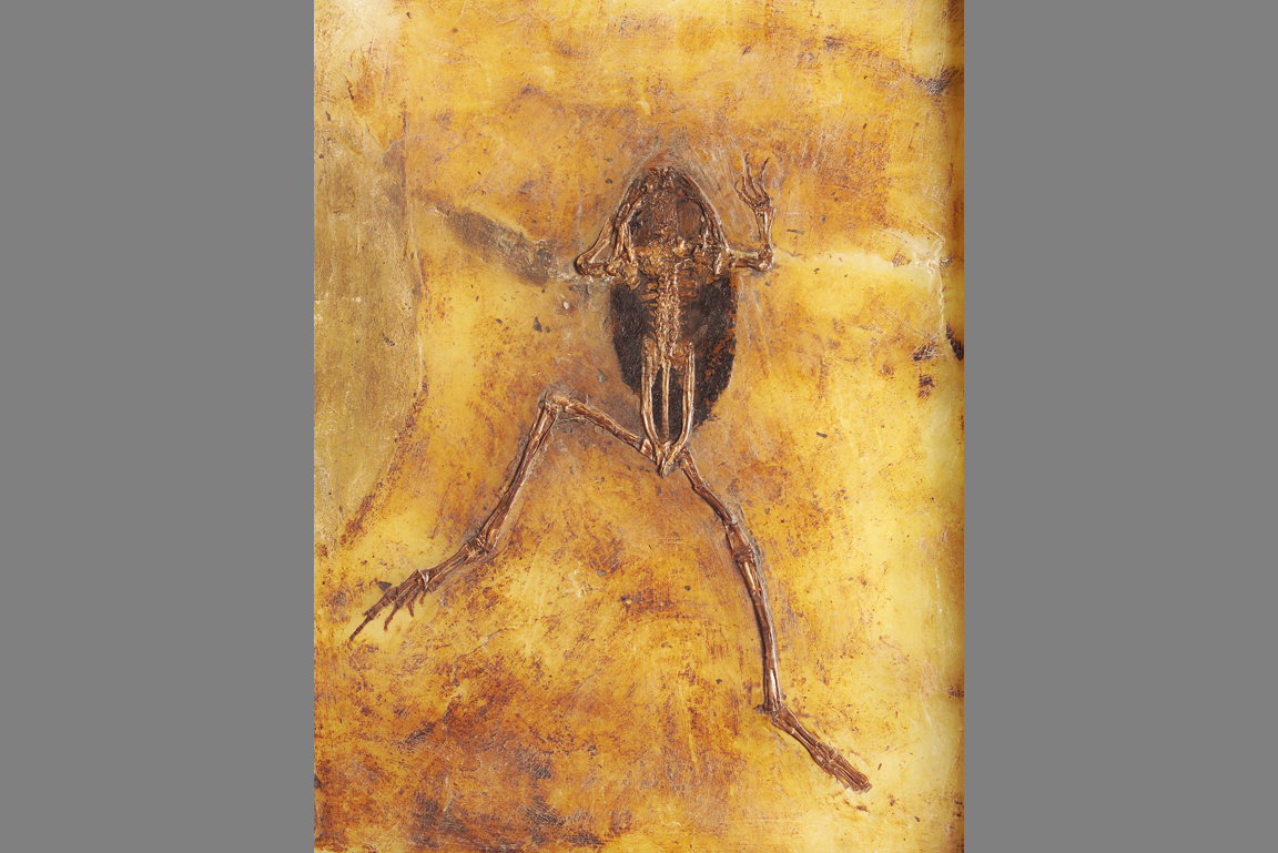Eopelobates wagneri Fossil