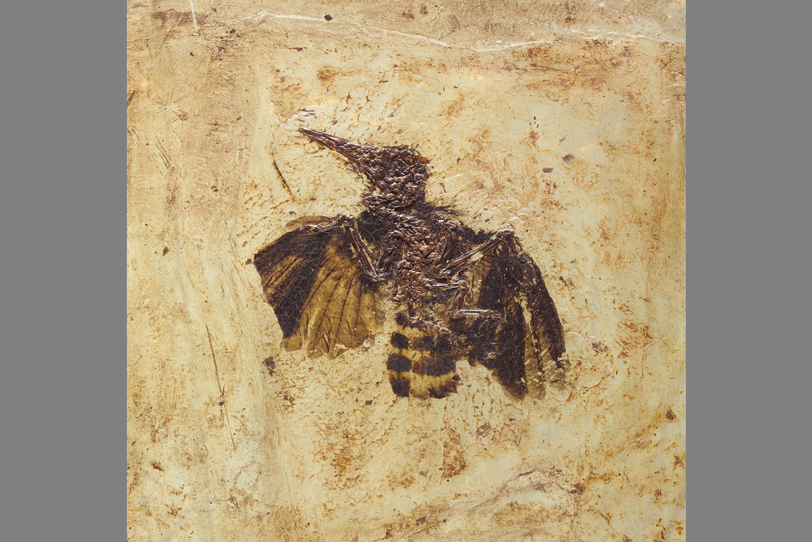 Messelirrisor grandis Fossil