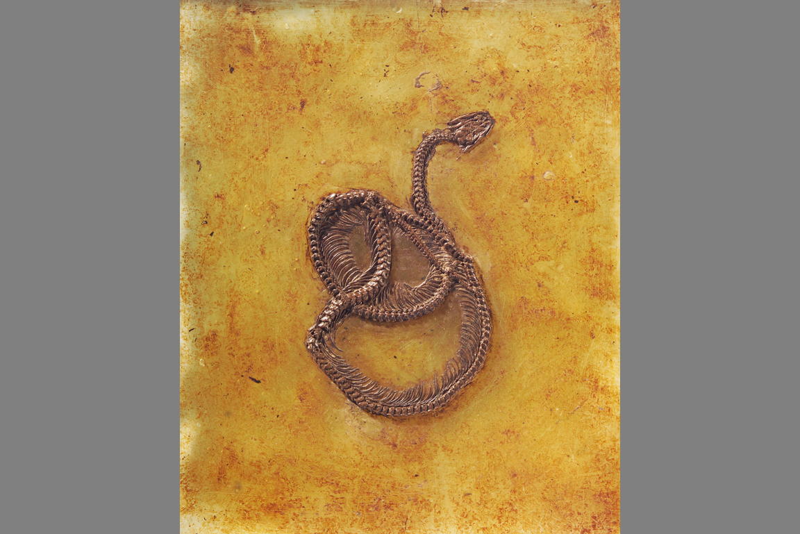 Messelophis Fossil