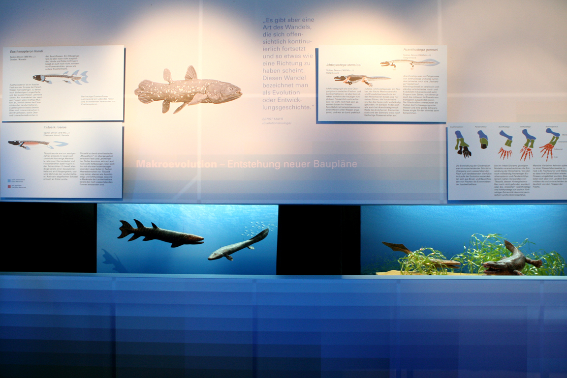 Texttafeln über die Makroevolution der Sonderausstellung Der Fluss des Lebens