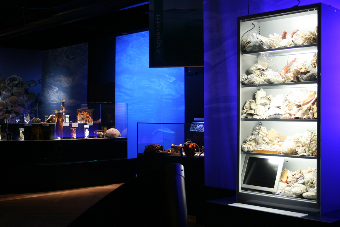 Vitrine mit Korallen und Muscheln
