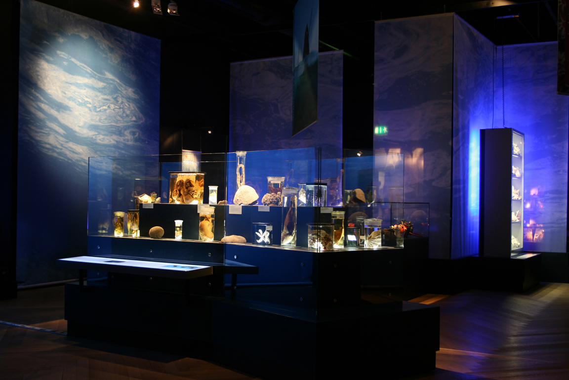 Muscheln und Seesterne in Gläsern
