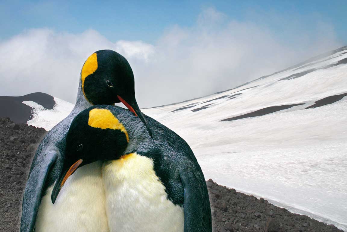 Zwei präparierte Pinguine