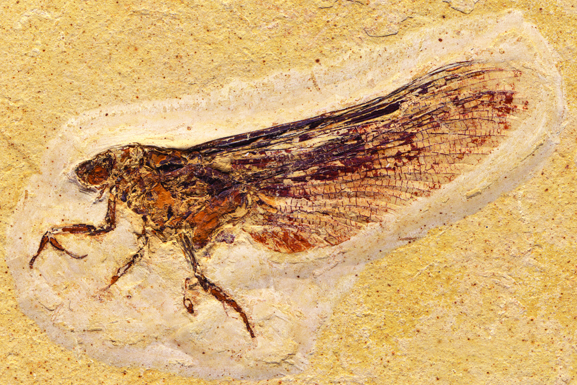 Chimärenflügler Fossil