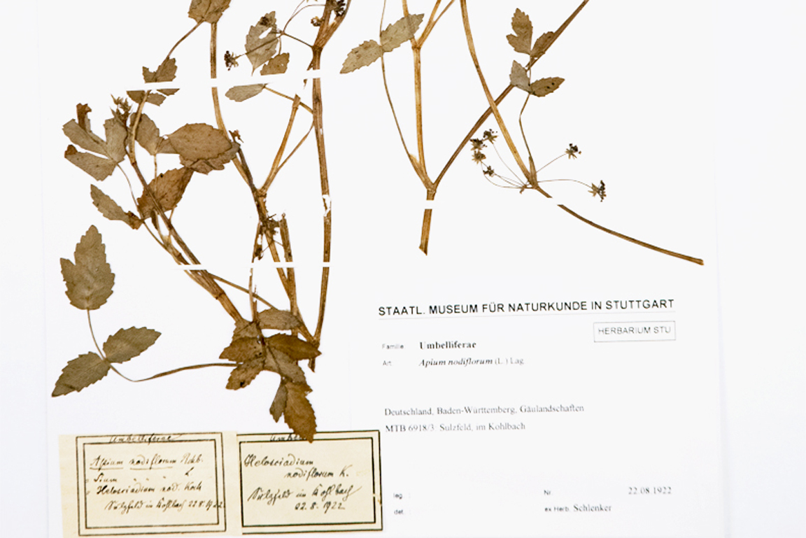 Herbarium-Eintrag 