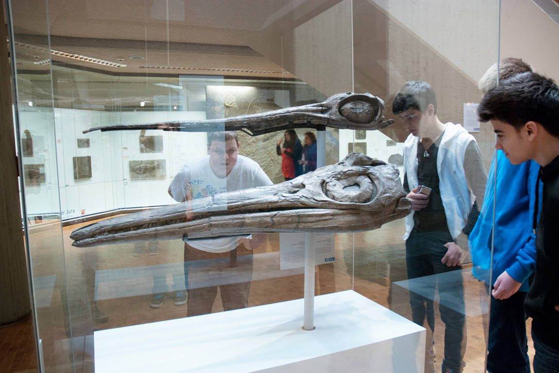 Schüler betrachten Fossilien von Fischsauriern