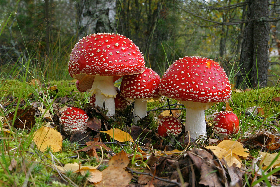 Fliegenpilze