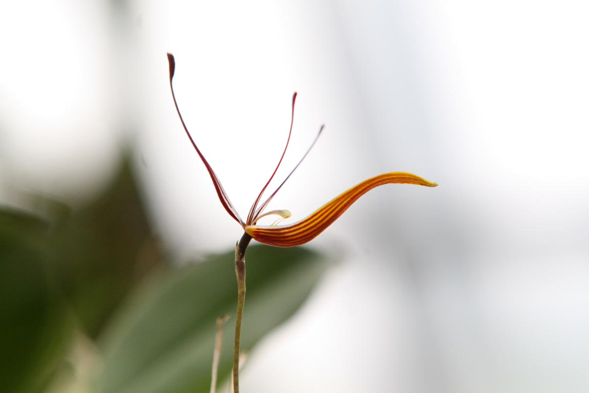 Orchidee Restrepia