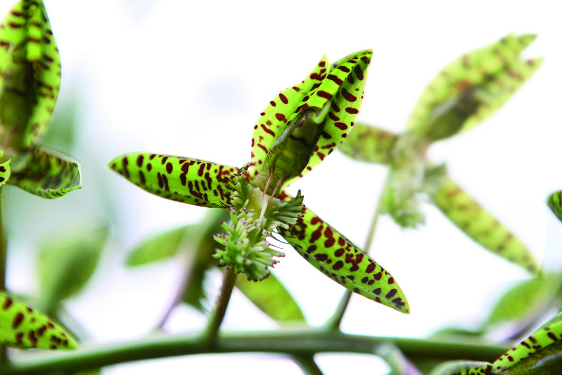 Orchidee Catasetum