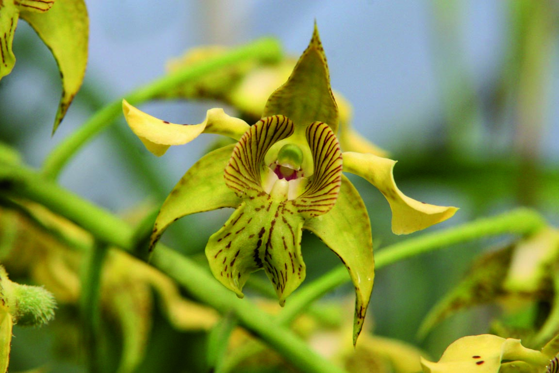 Orchidee Dendrobium