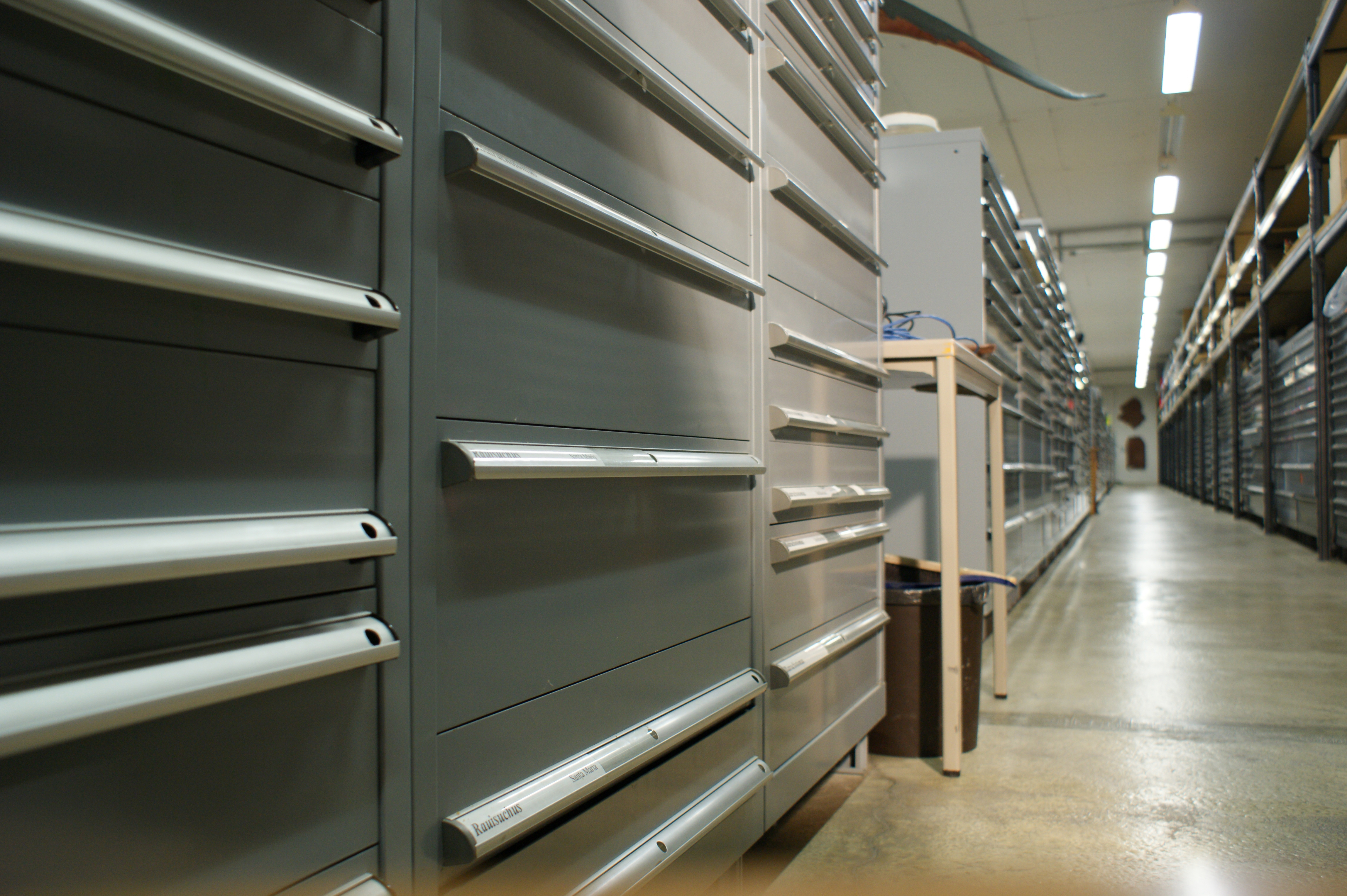 Schränke in der Sammlung für Fossilien