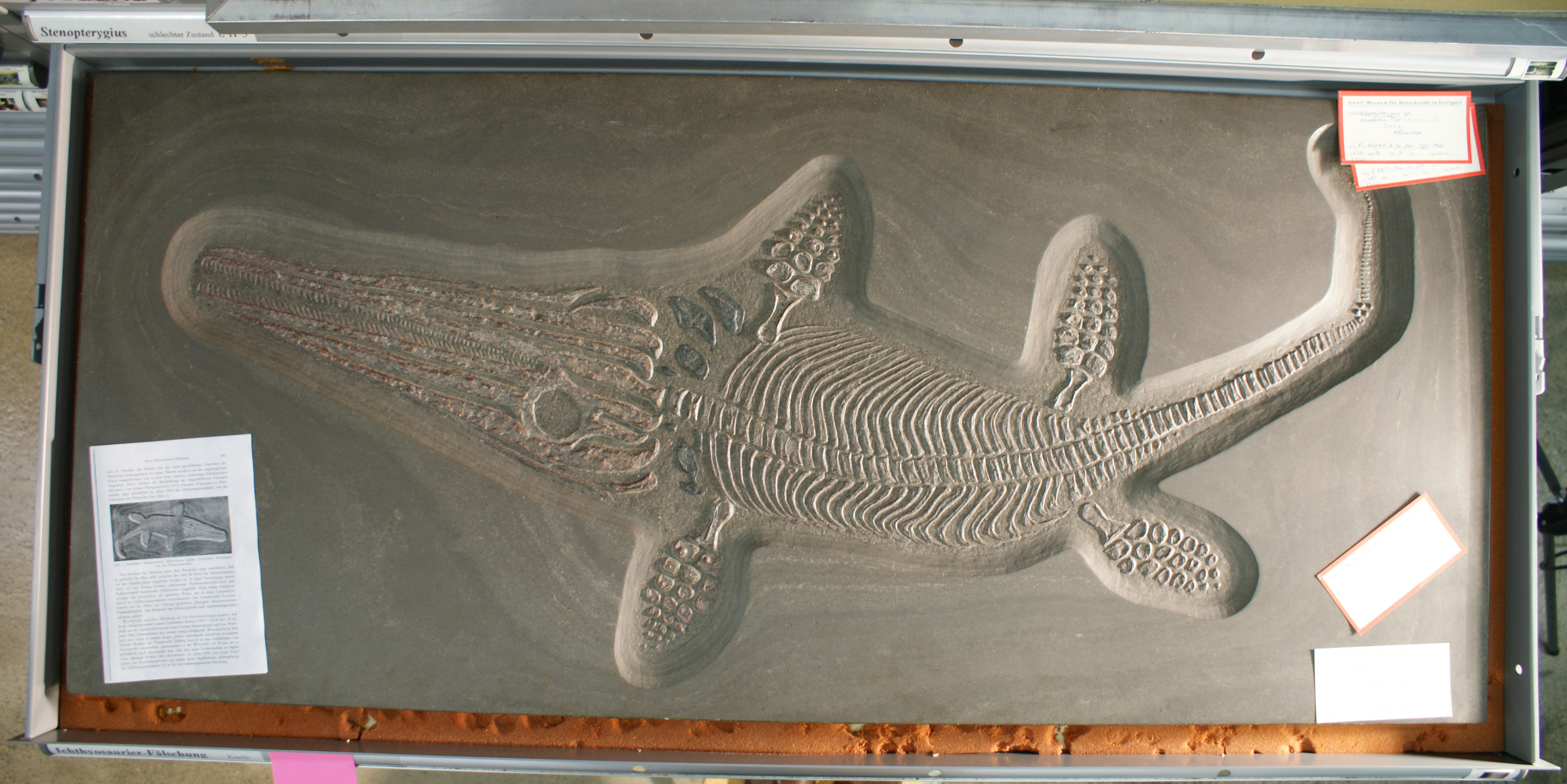 gefälschtes Fossil eines Fischsauriers