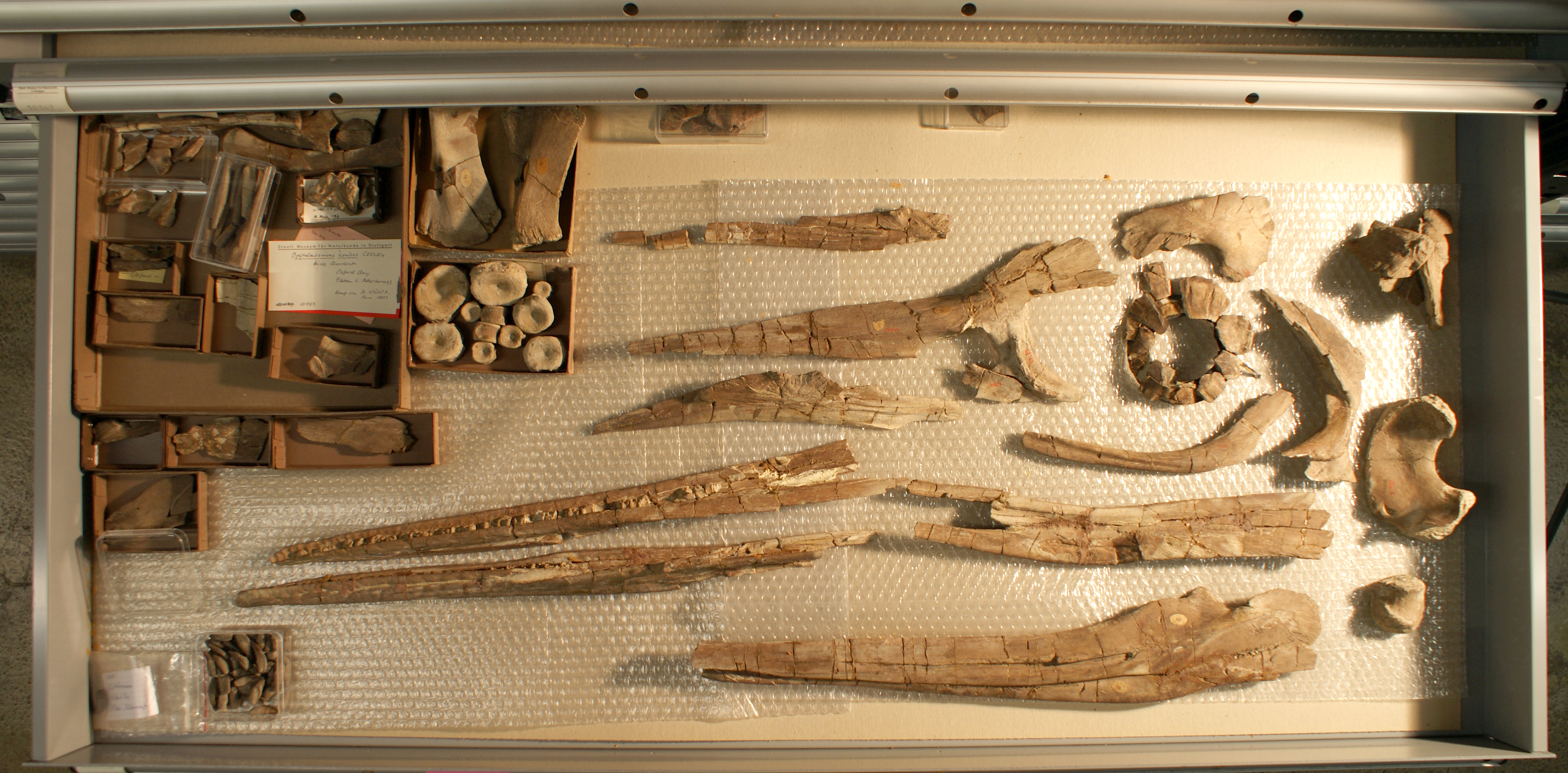 Ophthalmosaurus Skelettteile