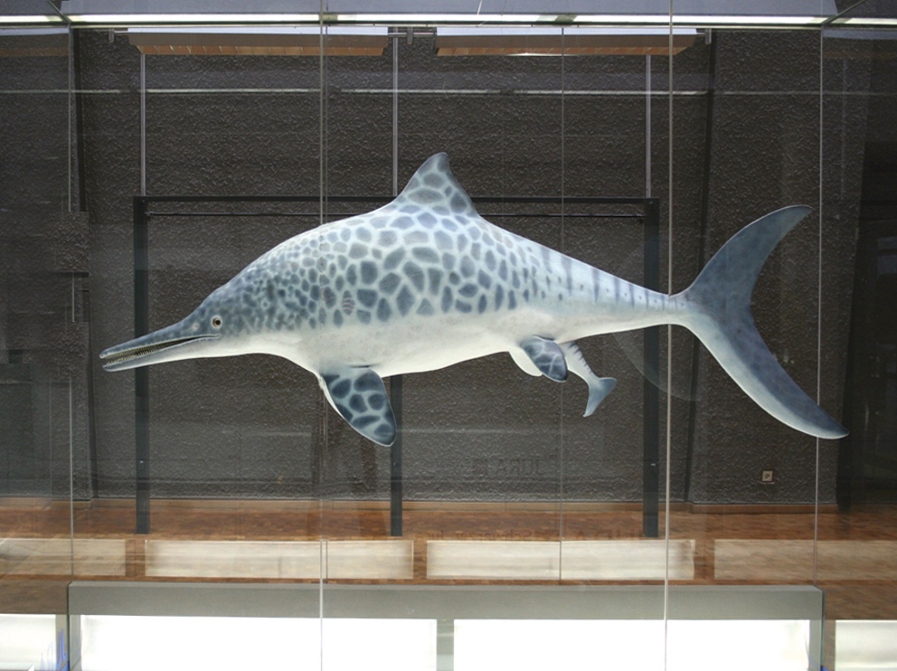 Stenopterygius Modell