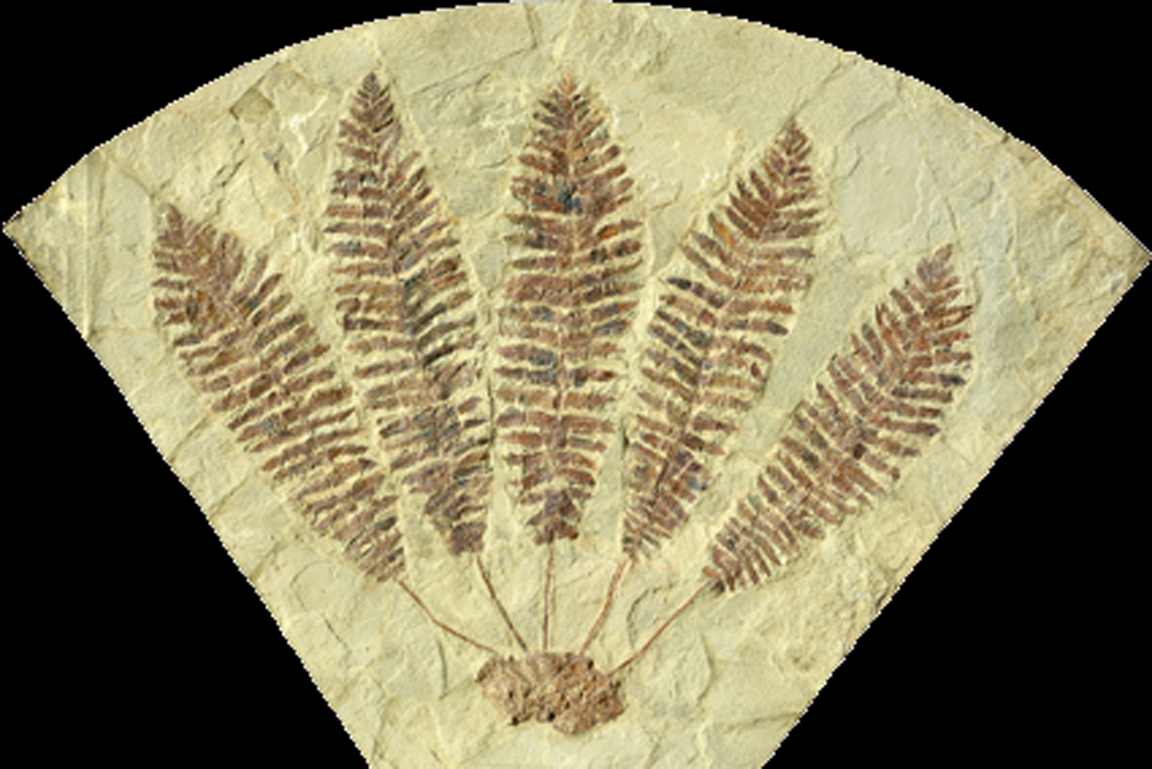 Fossiler Farn