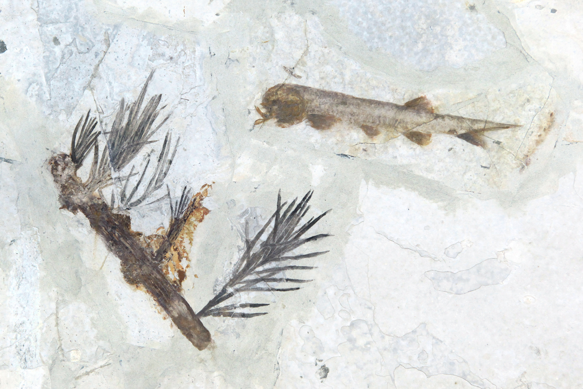 Fossil Fisch mit Nadelbaumzweig