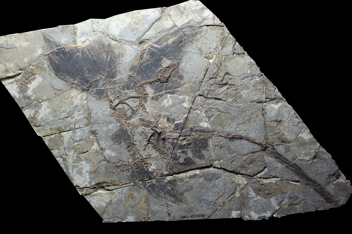 Microraptor Fossil