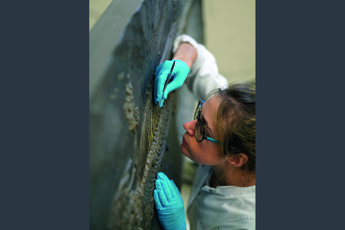 Beschädigte Rippen des Stenopterygius triscissus Fossils werden entfernt