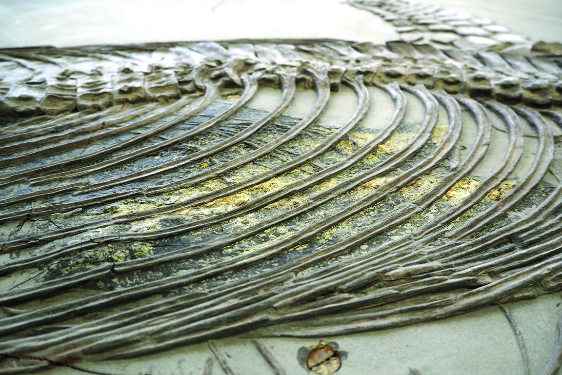 Von zerfallendem Schwefeleisen betroffenes Fossil