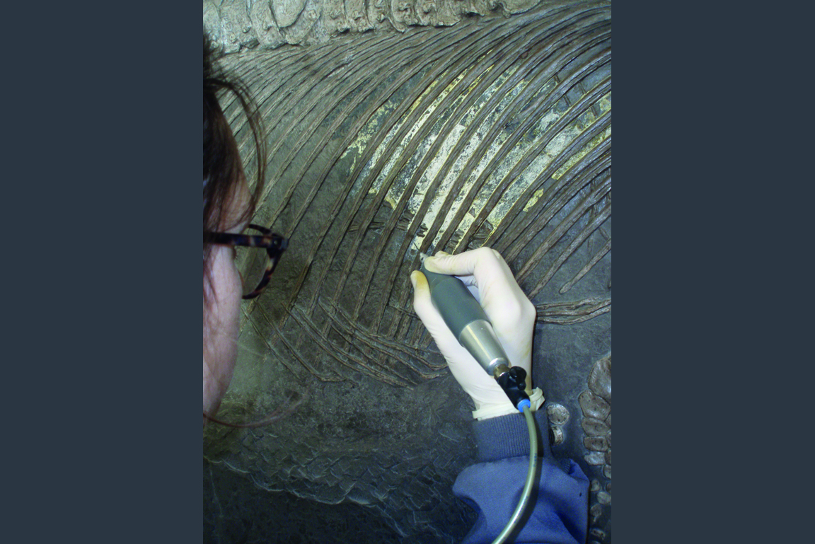Verunreinigungen werden mit dem Druckluftstichel vom Stenopterygius triscissus Fossil entfernt