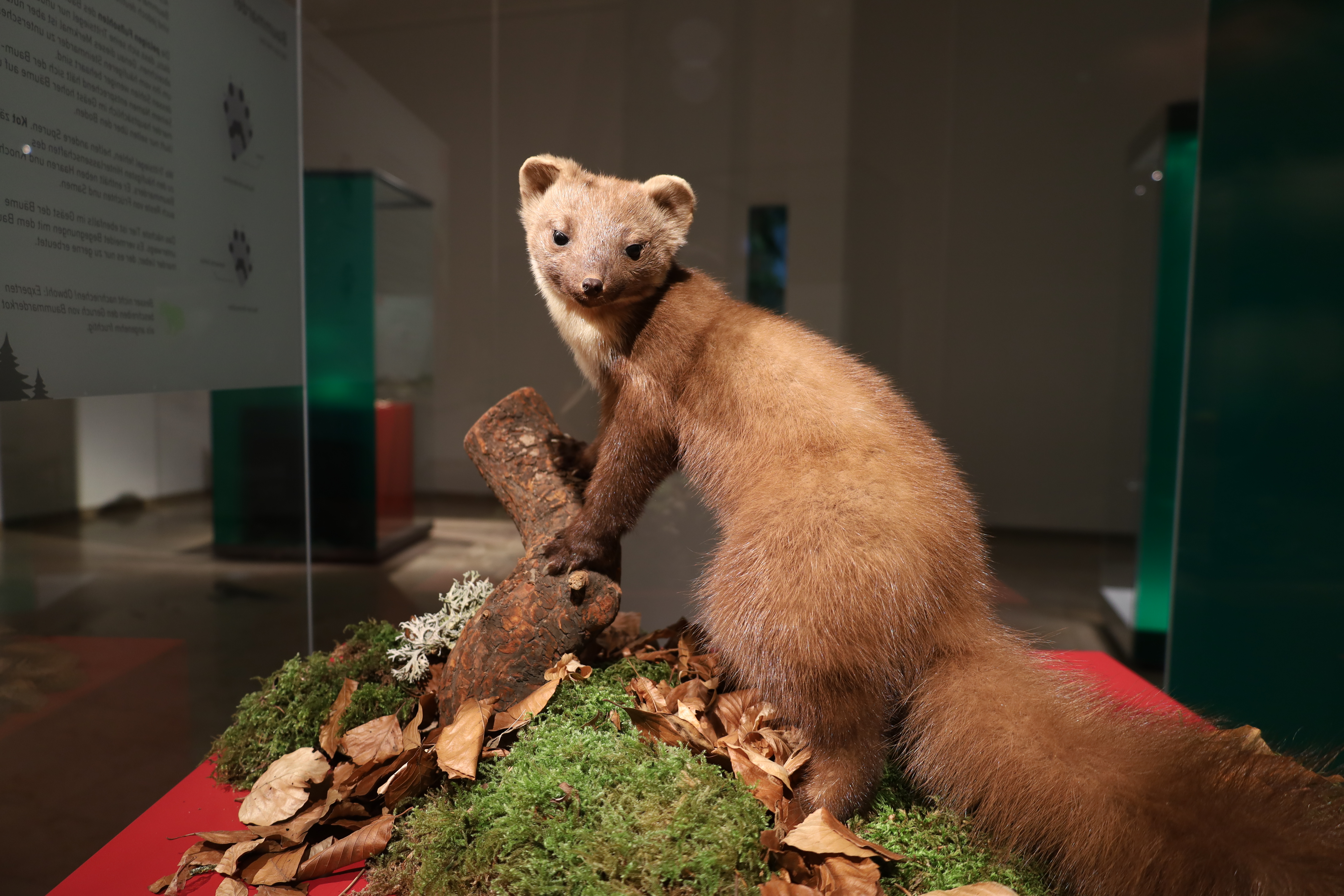Präparat Baummarder in Vitrine