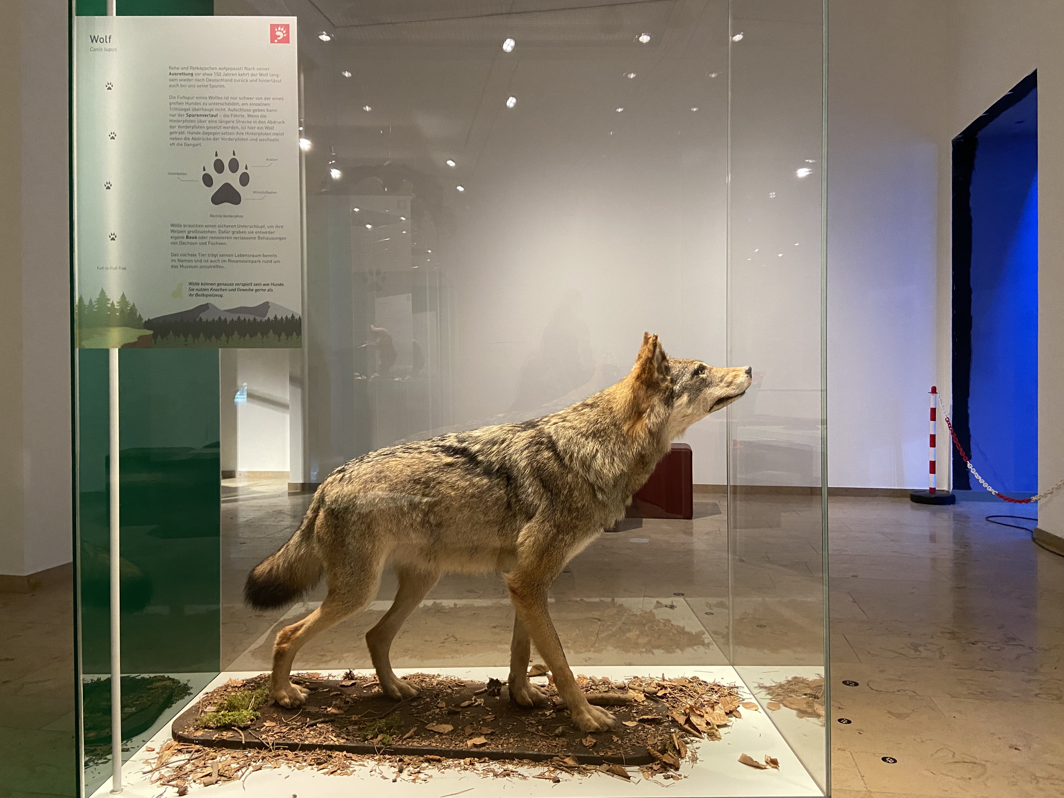 Präparat Wolf in Vitrine
