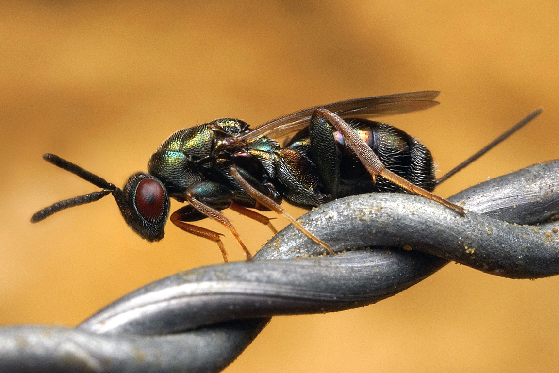 Wespe Monodontomerus