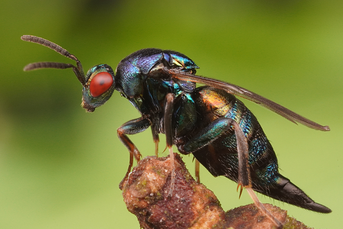 Wespe Ormyrus