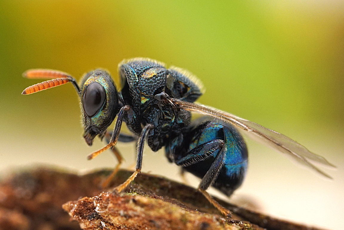 Wespe Perilampus ruficornis